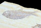 Diplomystus & Knightia Fossil Fish Association #75972-4